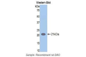 Western Blotting (WB) image for anti-Amiloride Binding Protein 1 (Amine Oxidase (Copper-Containing)) (ABP1) (AA 176-328) antibody (ABIN1173375) (DAO anticorps  (AA 176-328))