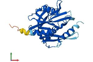 AlphaFold protein structure predicition of Mouse Recombinant Nudt7 Protein, UniprotID Q99P30
