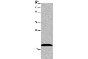 Western blot analysis of 293T cell, using NDUFA8 Polyclonal Antibody at dilution of 1:300 (NDUFA8 anticorps)