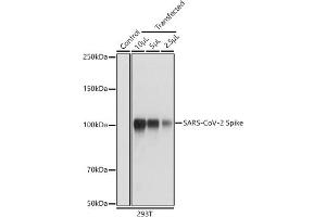 Western blot analysis of extracts of 293T cells, using SARS-CoV-2 Spike antibody (ABIN7266506) at 1:1000 dilution.