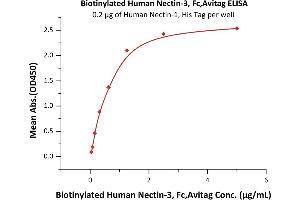 Immobilized Human Nectin-1, His Tag (ABIN2181680,ABIN2181679) at 2 μg/mL (100 μL/well) can bind Biotinylated Human Nectin-3, Fc,Avitag (ABIN5526674,ABIN5526675) with a linear range of 0. (nectin-3 Protein (AA 58-400) (Fc Tag,AVI tag,Biotin))