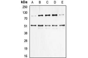 Western blot analysis of NF-kappaB p105/p50 (pS337) expression in HeLa (A), HEK293T TNF-treated (B), NIH3T3 (C), Raw264. (NFKB1 anticorps  (pSer337))