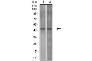 Western blot analysis using P2RY1 mouse mAb against SPC-A-1 (1) and C6 (2) cell lysate. (P2RY1 anticorps)