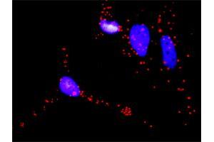 Proximity Ligation Analysis of protein-protein interactions between BAD and RAF1.