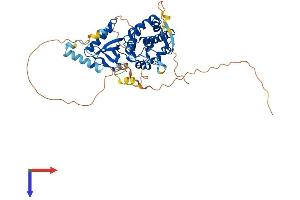 AlphaFold protein structure predicition of Human Recombinant PI4K2B Protein, UniprotID Q8TCG2