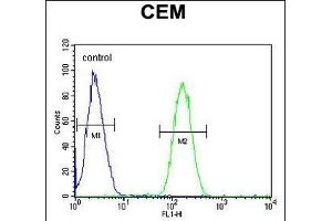 WAS Antibody (Center) (ABIN653830 and ABIN2843097) flow cytometric analysis of CEM cells (right histogram) compared to a negative control cell (left histogram). (WASP anticorps  (AA 116-144))