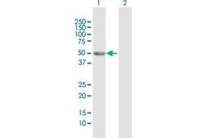 Western Blot analysis of GALK2 expression in transfected 293T cell line by GALK2 MaxPab polyclonal antibody. (GALK2 anticorps  (AA 1-458))