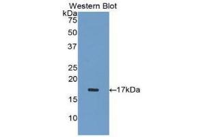 Western Blotting (WB) image for anti-Inhibin, alpha (INHA) (AA 233-366) antibody (ABIN1078184) (Inhibin alpha anticorps  (AA 233-366))