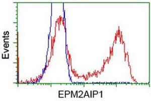 Flow Cytometry (FACS) image for anti-EPM2A (Laforin) Interacting Protein 1 (EPM2AIP1) antibody (ABIN1498042) (EPM2AIP1 anticorps)
