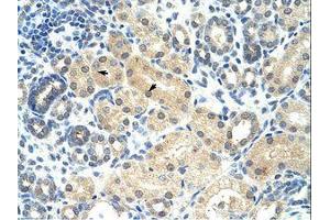 anti-Ras Association (RalGDS/AF-6) Domain Family (N-terminal) Member 7 (RASSF7) (AA 161-210) antibody