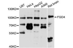 Western blot analysis of extracts of various cell lines, using FGD4 antibody (ABIN5996251) at 1/1000 dilution. (FGD4 anticorps)