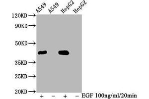 Western Blot Positive WB detected in A549 whole cell lysate,HepG2 whole cell lysate(treated with EGF or not) All lanes Phospho-MAPK3 antibody at 2. (Recombinant ERK1 anticorps  (pThr185, pThr202))