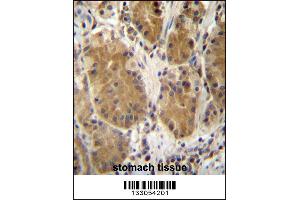 PCDHB5 Antibody immunohistochemistry analysis in formalin fixed and paraffin embedded human stomach tissue followed by peroxidase conjugation of the secondary antibody and DAB staining. (PCDHb5 anticorps  (AA 278-307))