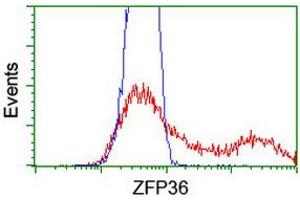 HEK293T cells transfected with either RC202049 overexpress plasmid (Red) or empty vector control plasmid (Blue) were immunostained by anti-ZFP36 antibody (ABIN2454209), and then analyzed by flow cytometry. (ZFP36 anticorps)