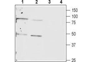 Western blot analysis of rat (lanes 1 and 3) and mouse (lanes 2 and 4) heart lysates: - 1,2. (Cx40/GJA5 anticorps  (C-Term, Intracellular))