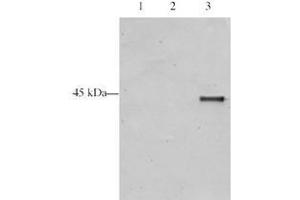 Image no. 1 for anti-Inhibitor of Growth Family, Member 5 (ING5) (AA 127-140) antibody (ABIN297204) (ING5 anticorps  (AA 127-140))