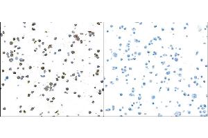 Immunocytochemistry (ICC) image for anti-Granzyme B (GZMB) (AA 19-247) antibody (ABIN7449554) (Recombinant GZMB anticorps  (AA 19-247))