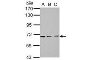 Image no. 1 for anti-Zinc Finger Protein 416 (ZNF416) (AA 93-431) antibody (ABIN1501843) (ZNF416 anticorps  (AA 93-431))