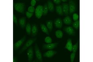 anti-Period Homolog 1 (Drosophila) (PER1) (AA 1119-1200) antibody
