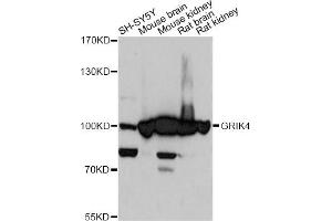 Western blot analysis of extracts of various cell lines, using GRIK4 antibody. (GRIK4 anticorps)