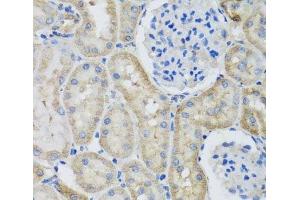 Immunohistochemistry of paraffin-embedded Rat kidney using GFER Polyclonal Antibody at dilution of 1:100 (40x lens). (GFER anticorps)