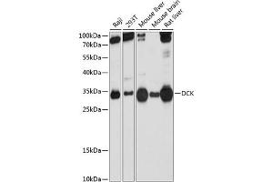 Western blot analysis of extracts of various cell lines, using DCK Antibody (ABIN3022557, ABIN3022558, ABIN3022559 and ABIN6218902) at 1:1000 dilution.