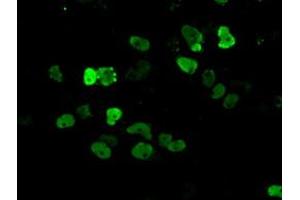 Image no. 11 for anti-Aryl Hydrocarbon Receptor Nuclear Translocator (ARNT) antibody (ABIN1496729) (ARNT anticorps)