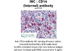 Image no. 1 for anti-CD14 (CD14) (Internal Region) antibody (ABIN1732816) (CD14 anticorps  (Internal Region))