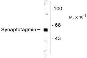 Image no. 1 for anti-Synaptotagmin I (SYT1) antibody (ABIN303945) (SYT1 anticorps)