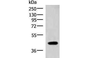 Western blot analysis of Raji cell lysate using ADH1B Polyclonal Antibody at dilution of 1:1000 (ADH1B anticorps)