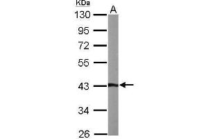 WB Image Sample (50 ug of whole cell lysate) A: Mouse brain 10% SDS PAGE antibody diluted at 1:1000