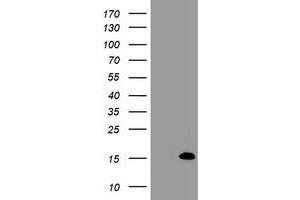 Image no. 1 for anti-FXYD Domain Containing Ion Transport Regulator 3 (FXYD3) antibody (ABIN1498344) (FXYD3 anticorps)