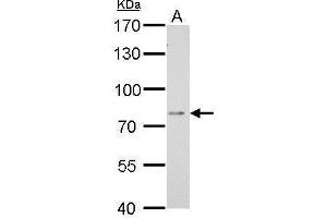 WB Image DPP3 antibody [N2C1], Internal detects DPP3 protein by Western blot analysis.