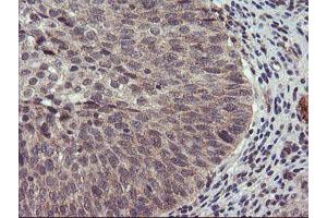 Image no. 6 for anti-Ubiquitin Specific Peptidase 10 (USP10) antibody (ABIN1501689) (USP10 anticorps)