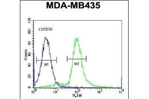 ARHG Antibody (Center) 695b flow cytometric analysis of MDA-M cells (right histogram) compared to a negative control cell (left histogram). (ARHGAP10 anticorps  (AA 237-263))