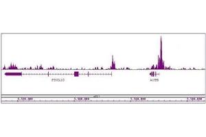 Histone H3K27ac antibody (mAb) tested by ChIP-Seq. (Histone 3 anticorps  (H3K27ac))