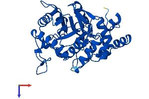 AlphaFold protein structure predicition of Mouse Recombinant Akr1d1 Protein, UniprotID Q8VCX1