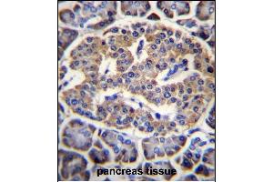 EIF4H Antibody (Center) (ABIN656543 and ABIN2845807) immunohistochemistry analysis in formalin fixed and paraffin embedded human pancreas tissue followed by peroxidase conjugation of the secondary antibody and DAB staining.
