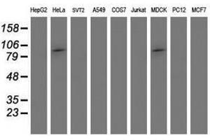 Image no. 2 for anti-Proteasome (Prosome, Macropain) 26S Subunit, Non-ATPase, 2 (PSMD2) antibody (ABIN1500482) (PSMD2 anticorps)