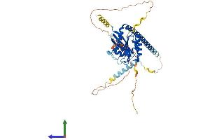 AlphaFold protein structure predicition of Human Recombinant ARL13B Protein, UniprotID Q3SXY8