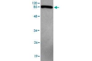 Western blot analysis of CNOT4 monoclonal antibody  at 1 : 2000 dilution interacts with recombinant CNOT4 protein with a MBP tag. (CNOT4 anticorps)