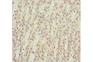 Immunohistochemistry of paraffin-embedded human adrenal gland tissue using ABIN7169574 at dilution of 1:100 (NEU2 anticorps  (AA 171-380))