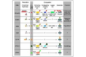 Conjugation pathways for ubiquitin and ubiquitin-like m(UBLs). (SKP1 anticorps  (C-Term))