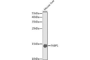 Western blot analysis of extracts of mouse liver, using F antibody (ABIN6131636, ABIN6140414, ABIN6140415 and ABIN6220935) at 1:1000 dilution. (FABP1 anticorps  (AA 1-127))