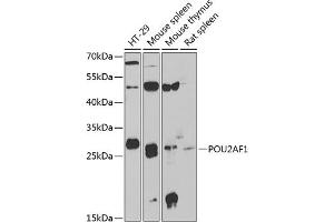 Western blot analysis of extracts of various cell lines, using POU2 antibody (ABIN6131407, ABIN6145978, ABIN6145979 and ABIN6222407) at 1:1000 dilution. (POU2AF1 anticorps  (AA 1-256))