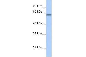 Western Blot showing ZBTB26 antibody used at a concentration of 1-2 ug/ml to detect its target protein. (ZBTB26 anticorps  (C-Term))