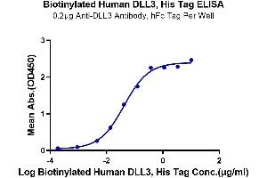 Immobilized Anti-DLL3 Antibody, hFc Tag at 2 μg/mL (100 μL/Well) on the plate.