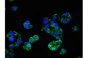 Immunofluorescent analysis of HepG2 cells using ABIN7163904 at dilution of 1:100 and Alexa Fluor 488-congugated AffiniPure Goat Anti-Rabbit IgG(H+L)