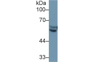 Detection of AT in Rat Liver lysate using Polyclonal Antibody to Antithrombin (AT)