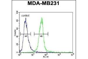 MYOZ1 Antibody (Center) (ABIN651441 and ABIN2840243) flow cytometric analysis of MDA-M cells (right histogram) compared to a negative control cell (left histogram). (Myozenin 1 anticorps  (AA 40-69))